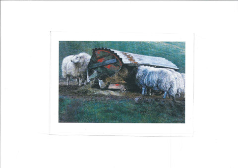 Cerdyn Cyfarch - Sheep Feeding