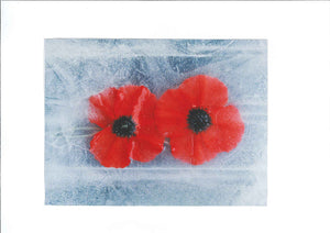 Greetings Card - Iced Flowers - Poppy